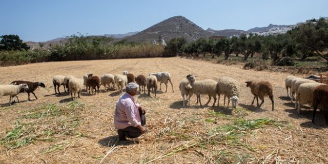 Ακρίβεια: Το κόστος απειλεί την πρωτογενή παραγωγή – Μείζον πρόβλημα η εγκατάλειψη της υπαίθρου