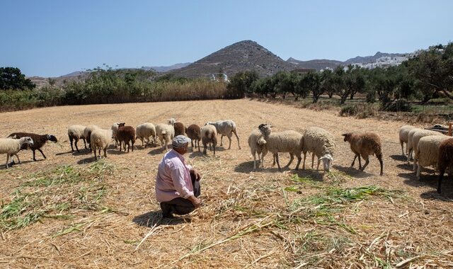 Ακρίβεια: Το κόστος απειλεί την πρωτογενή παραγωγή – Μείζον πρόβλημα η εγκατάλειψη της υπαίθρου