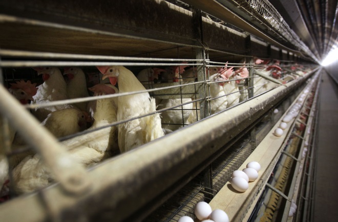 Τσεχία: Προς θανάτωση 80.000 κοτόπουλα λόγω της γρίπης των πτηνών