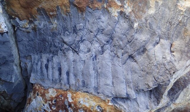 Ανακαλύφθηκε απολίθωμα “σαρανταποδαρούσας” που έφτανε σε μήκος τα 2,7 μέτρα