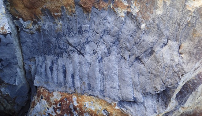 Ανακαλύφθηκε απολίθωμα “σαρανταποδαρούσας” που έφτανε σε μήκος τα 2,7 μέτρα