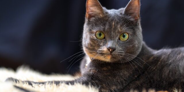 Μήπως η γάτα σας είναι ψυχοπαθής; Τώρα υπάρχει τεστ για να μάθετε