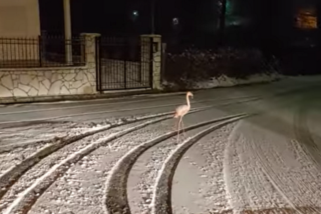 Ευρυτανία: Φλαμίνγκο βρέθηκε να περιφέρεται μέσα στο χιόνι