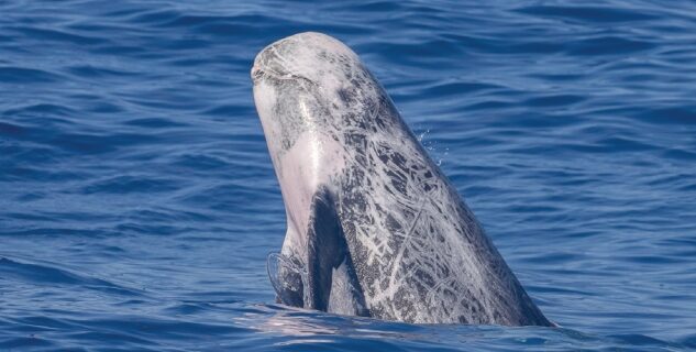 Greenpeace: Φάλαινες-φυσητήρες και 3 είδη δελφινιών νοτιοδυτικά της Κρήτης στα οικόπεδα εξορύξεων