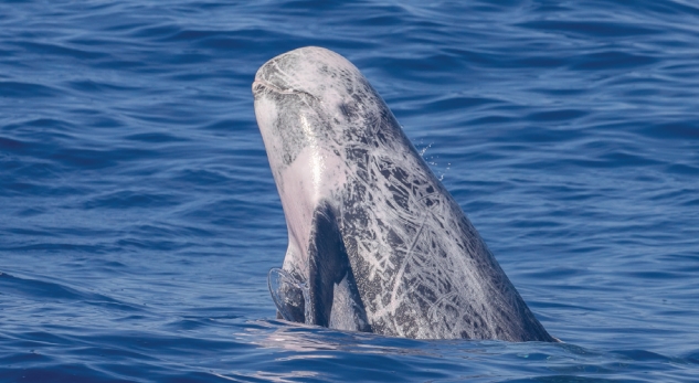 Greenpeace: Φάλαινες-φυσητήρες και 3 είδη δελφινιών νοτιοδυτικά της Κρήτης στα οικόπεδα εξορύξεων