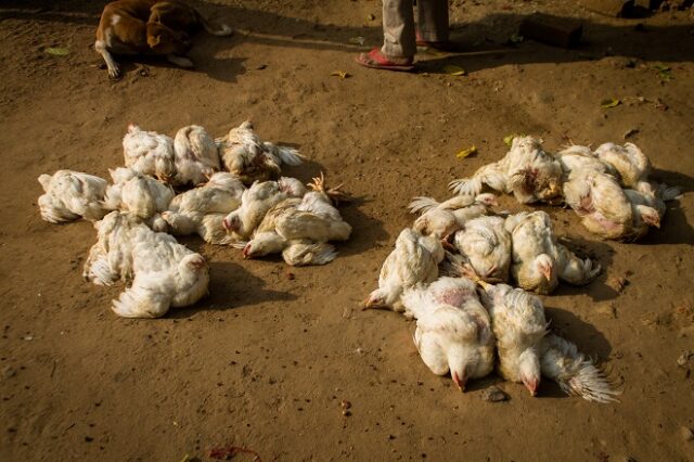 Γρίπη των πτηνών: Σε επιφυλακή οι πτηνοτρόφοι λόγω της αύξησης των κρουσμάτων σε άγρια πουλιά