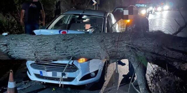 Πύργος: Κορμός δέντρου έπεσε σε διερχόμενο αυτοκίνητο – Από θαύμα σώθηκε ο οδηγός