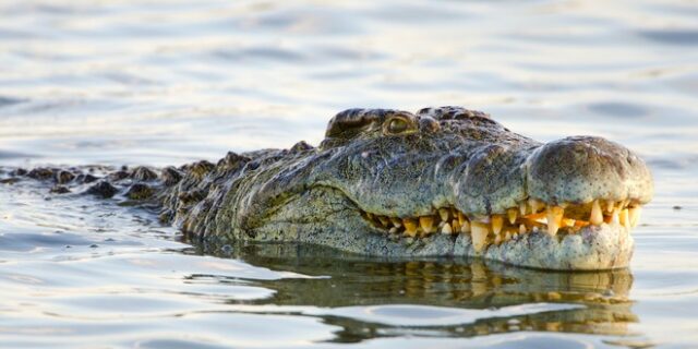 Απίστευτο βίντεο: Ο κροκόδειλος “Boofhead” καταβροχθίζει καρχαρία