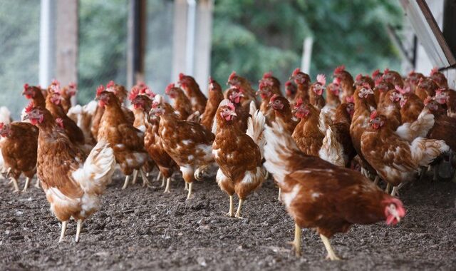 Γαλλία: Ξέσπασμα γρίπης των πτηνών εντοπίστηκε σε πτηνοτροφείο πάπιας