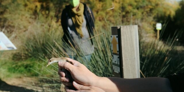 Αν αγοράσεις ένα άγριο πουλί, συμμετέχεις σε ένα παράνομο κύκλωμα