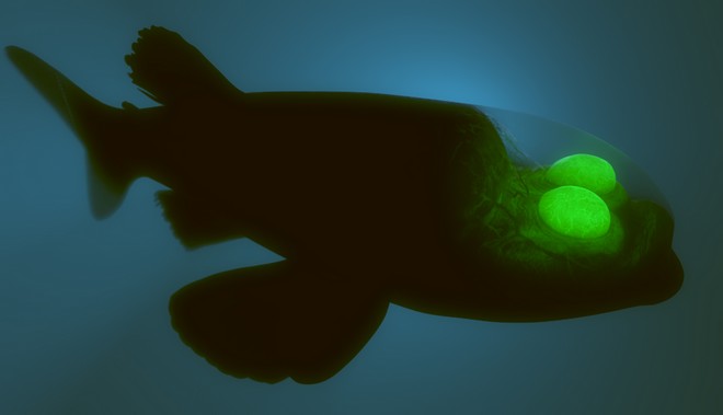 Βίντεο: “Εξωγήινο” ψάρι μάς δείχνει το διαφανές κεφάλι του