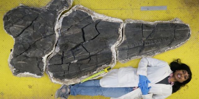 Οι θαλάσσιοι δράκοι υπήρχαν – Πόσο ζύγιζε το πρώτο γιγάντιο ζώο της Γης