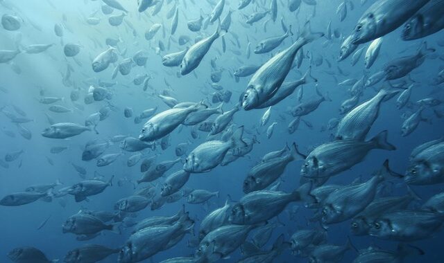 “Ζουν σε ακάθαρτα νερά, στριμωγμένα μέσα σε κλουβιά” – Να ένας από τους πολλούς μύθους για τα ψάρια ιχθυοκαλλιέργειας