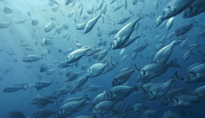 “Ζουν σε ακάθαρτα νερά, στριμωγμένα μέσα σε κλουβιά” – Να ένας από τους πολλούς μύθους για τα ψάρια ιχθυοκαλλιέργειας