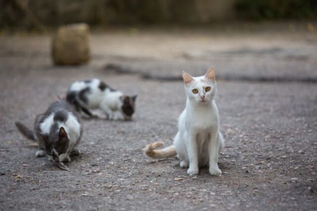Κτηνωδία στη Σίκινο: Δηλητηρίασαν 35 γάτες με φόλες – Οι 10 είναι νεκρές