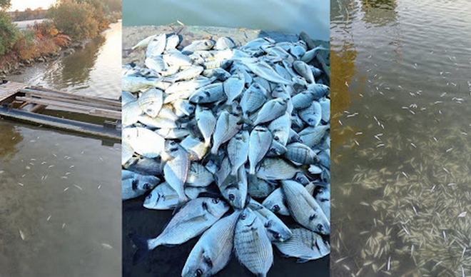 Ηγουμενίτσα: Εκατοντάδες χιλιάδες νεκρά ψάρια από το ψύχος
