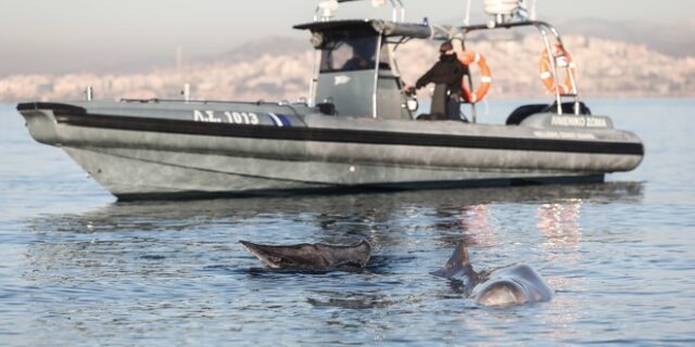 Σαλαμίνα: Απομακρύνθηκε από μόνη της προς την ανοιχτή θάλασσα η φάλαινα