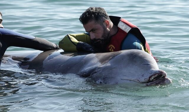 Άλιμος: Αγωνία για τη μικρή φάλαινα – Τι έδειξαν οι πρώτες εξετάσεις