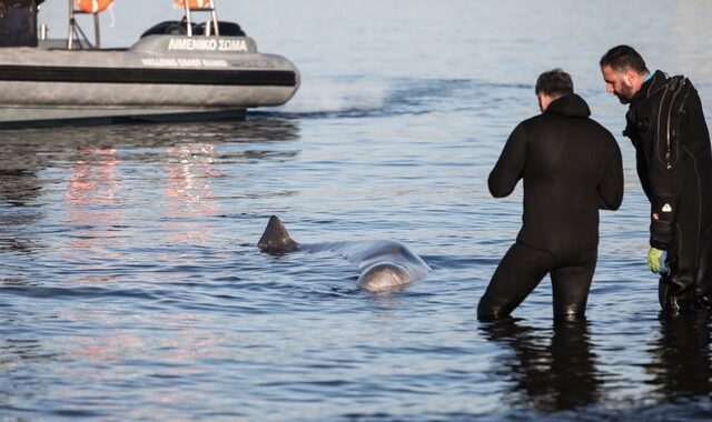 Φάλαινα φυσητήρας εντοπίστηκε σε Βουλιαγμένη και Άλιμο – Επιχείρηση διάσωσης