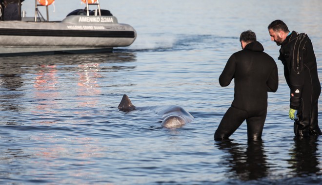 Φάλαινα φυσητήρας εντοπίστηκε σε Βουλιαγμένη και Άλιμο – Επιχείρηση διάσωσης