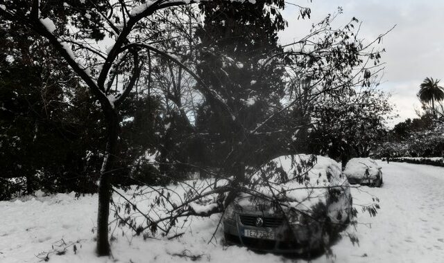 Δήμος Αθήνας: Αποζημιώσεις στους ιδιοκτήτες οχημάτων που υπέστησαν ζημιές από πτώσεις δέντρων