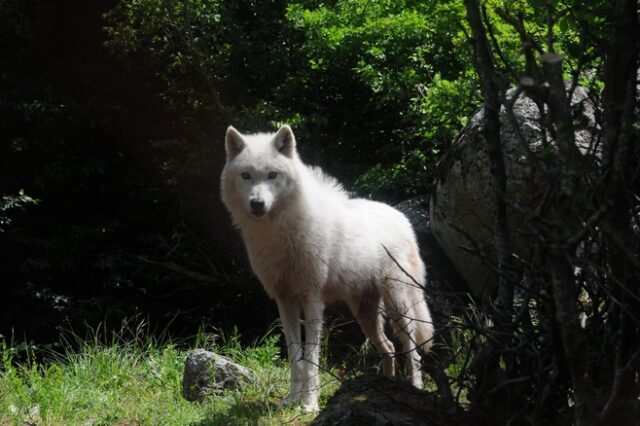 Πάρνηθα: Λύκος κατασπάραξε σκύλο οικογένειας – Προειδοποιούσαν το ΥΠΕΝ εδώ και ένα μήνα