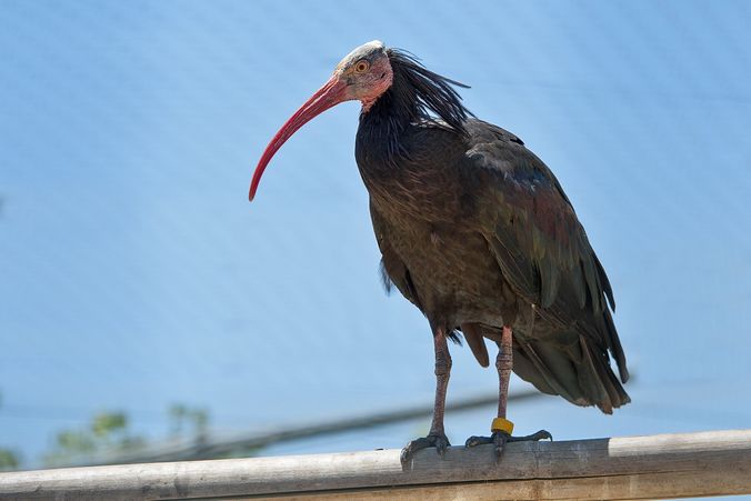 Αττικό Πάρκο: Διέφυγαν 32 πουλιά από ατύχημα λόγω της κακοκαιρίας