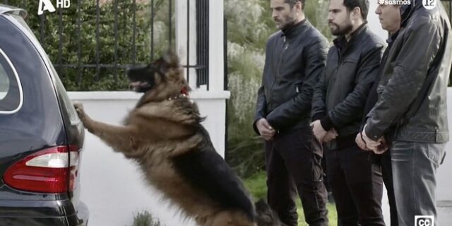 Σασμός: “Λύγισε” το Twitter –  Η συγκινητική σκηνή με τον σκύλο του Πετρή