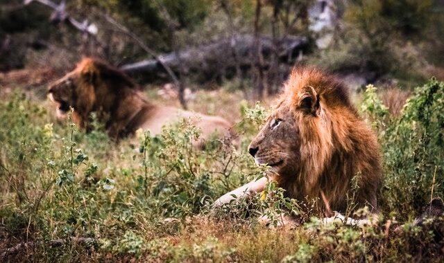 Νότια Αφρική: Πούμα και λιοντάρια κόλλησαν κορονοϊό από το προσωπικό ζωολογικού κήπου