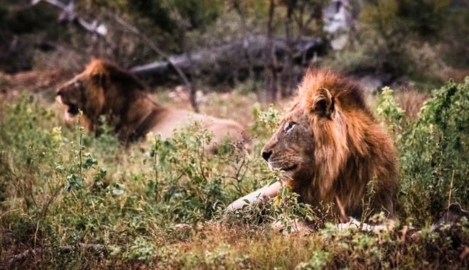 Νότια Αφρική: Πούμα και λιοντάρια κόλλησαν κορονοϊό από το προσωπικό ζωολογικού κήπου