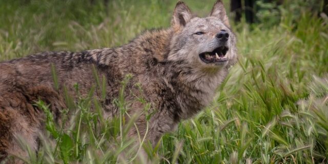 Διόνυσος: Πιθανή η εκταφή των δύο σκύλων για να διαπιστωθεί αν η επίθεση ήταν από λύκο