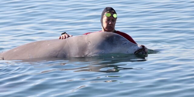 Ζιφιός: Nεκρή βρέθηκε η φάλαινα που είχε προσαράξει στη Σαλαμίνα