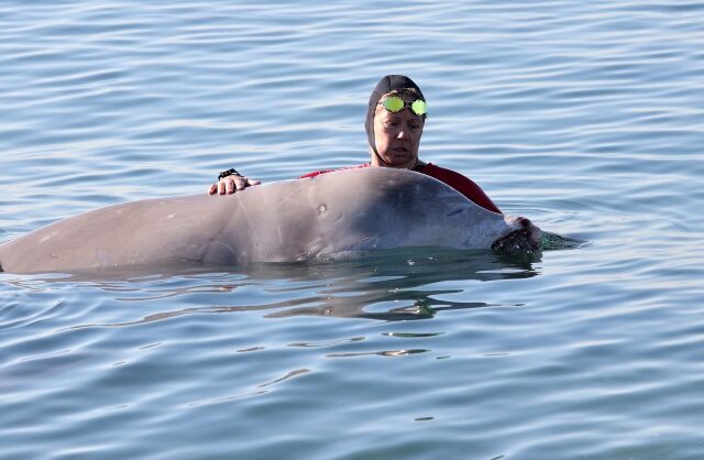 Ζιφιός: Nεκρή βρέθηκε η φάλαινα που είχε προσαράξει στη Σαλαμίνα