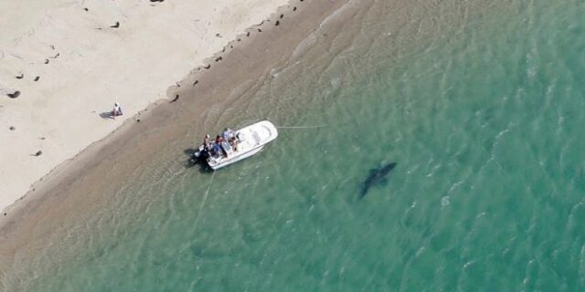 Αυστραλία: Φονική επίθεση καρχαρία σε κατάμεστη παραλία – Συγκλονίζουν τα πλάνα