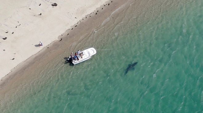Αυστραλία: Φονική επίθεση καρχαρία σε κατάμεστη παραλία – Συγκλονίζουν τα πλάνα