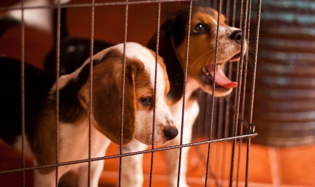 Διεθνής κατακραυγή: Το πανεπιστήμιο της Βαρκελώνης θα εκτελέσει 38 σκυλιά – πειραματόζωα