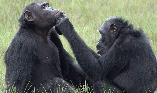 Χιμπατζήδες περιποιούνται ο ένας τα τραύματα του άλλου και διαψεύδουν την επιστήμη