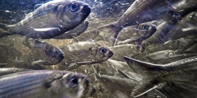 Τα ψάρια έχουν φωνή και μιλούν