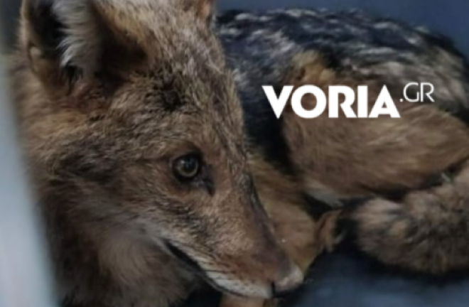 Θεσσαλονίκη: Μικρός τραυματισμένος λύκος βρήκε καταφύγιο σε βιβλιοπωλείο