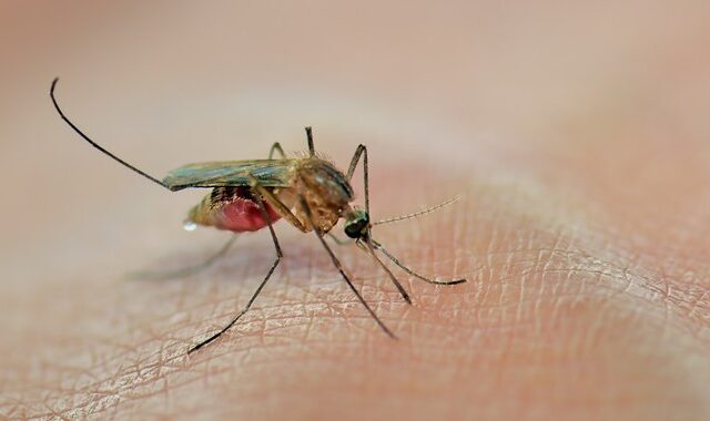 Τι θα γινόταν αν εξαφανίζονταν τα κουνούπια από τη γη