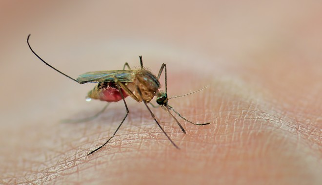 Τι θα γινόταν αν εξαφανίζονταν τα κουνούπια από τη γη