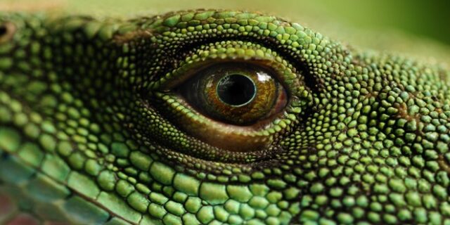 Θέλεις να νιώσεις μοναδικός; Πίστεψε στα ανθρωπόμορφα ερπετά