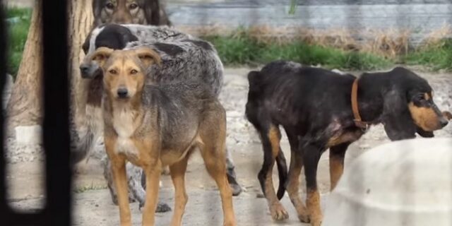 Εικόνες φρίκης στη Σπάρτη: “Στρατόπεδα θανάτου” αδέσποτων τα δημοτικά κυνοκομεία