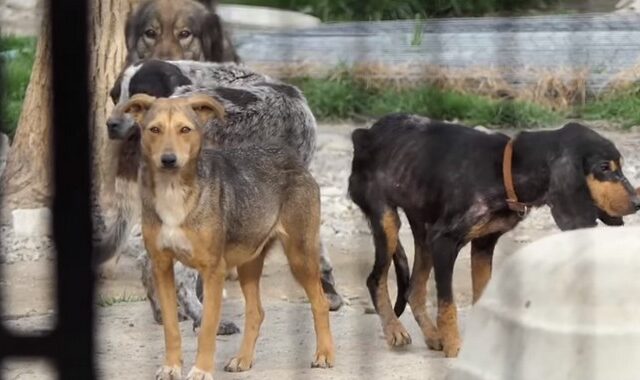 Εικόνες φρίκης στη Σπάρτη: “Στρατόπεδα θανάτου” αδέσποτων τα δημοτικά κυνοκομεία