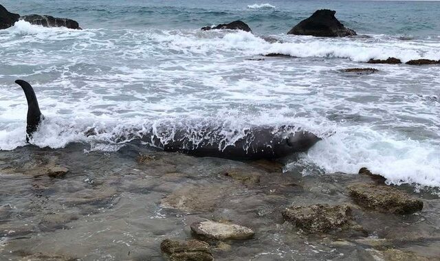 Zιφιοί ξεβράστηκαν σε παραλίες της Κέρκυρας