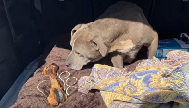 Σκυλίτσα που είχε εξαφανιστεί επέστρεψε σπίτι της μετά από 12 χρόνια