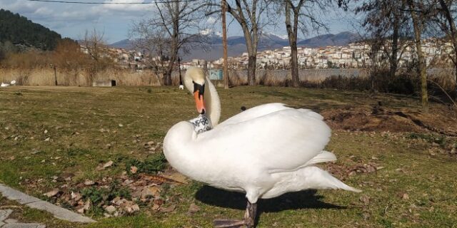 Καστοριά: Πέθανε ο θηλυκός κύκνος – Αρνείται να εγκαταλείψει το ταίρι του ο αρσενικός