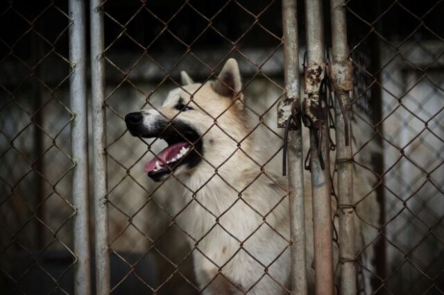 Σέρβια Κοζάνης: Σε απόγνωση οι κτηνοτρόφοι από τη δηλητηρίαση των σκύλων τους