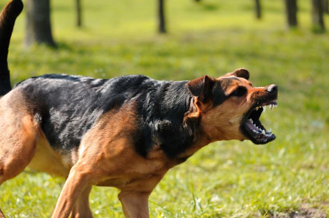 Κρήτη: Οικογένεια δέχτηκε άγρια επίθεση από σκυλιά στην Ελούντα