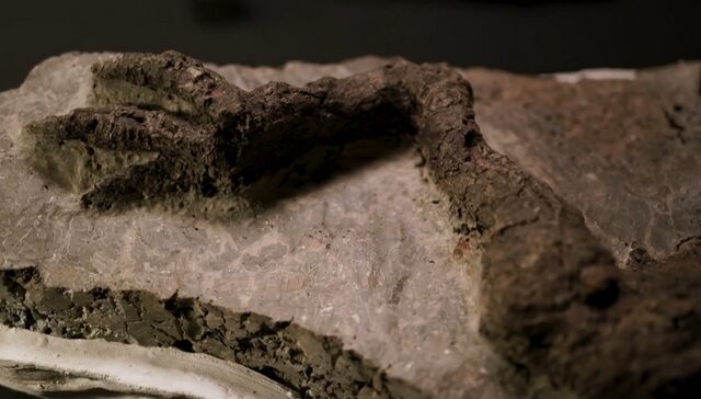 “Τρελή” ανακάλυψη: Βρέθηκε απολίθωμα δεινοσαύρου που σκοτώθηκε την ημέρα εξαφάνισης του είδους από αστεροειδή